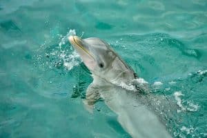 dolphin tour