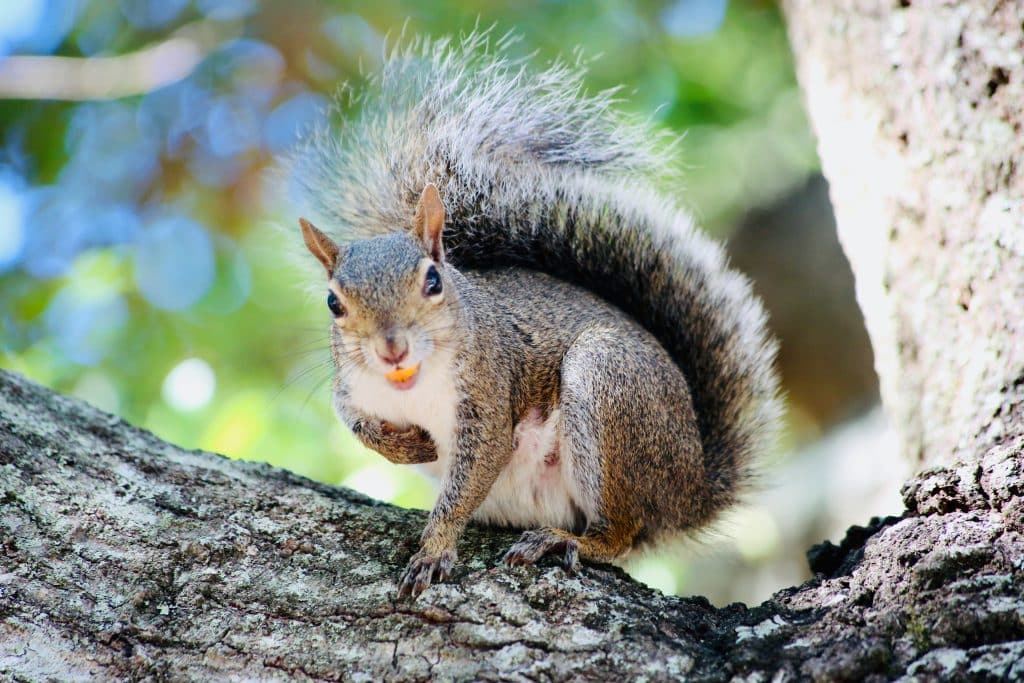 destin squirrel
