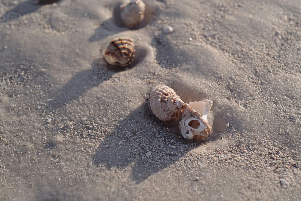 beachcombing
