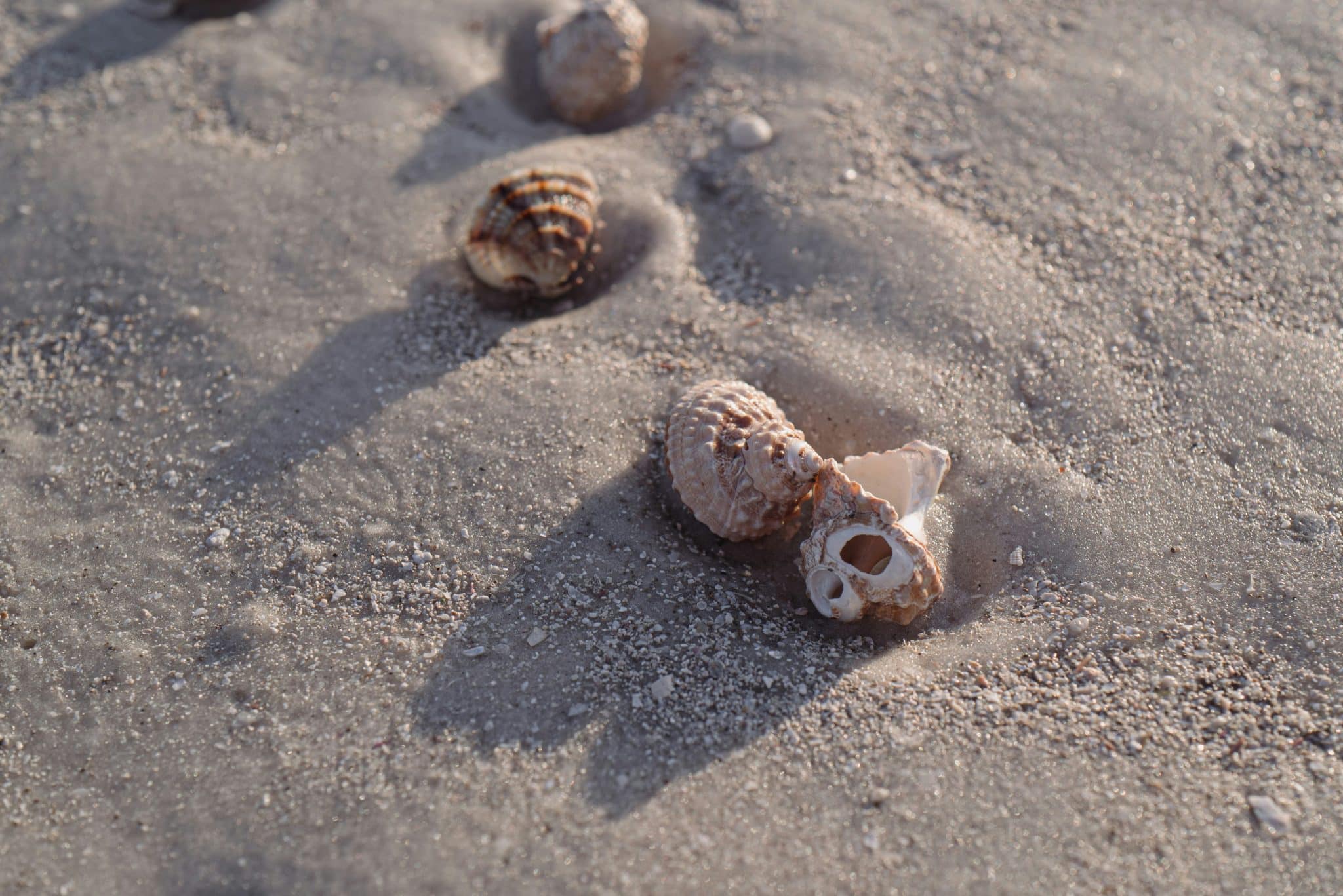 beachcombing