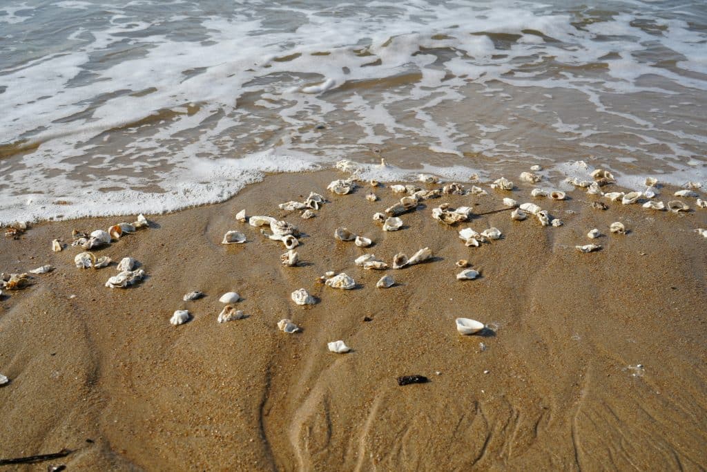 shells beach