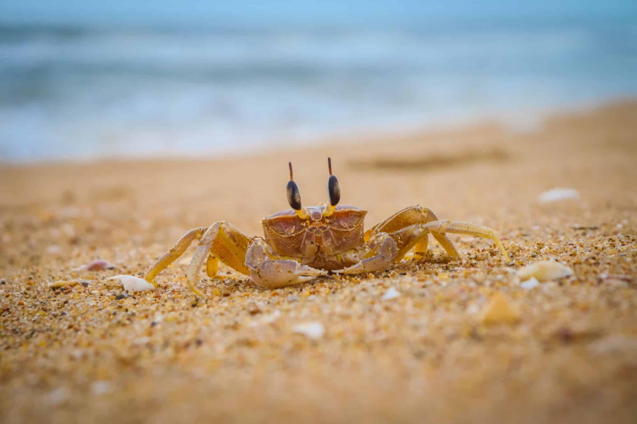 crab