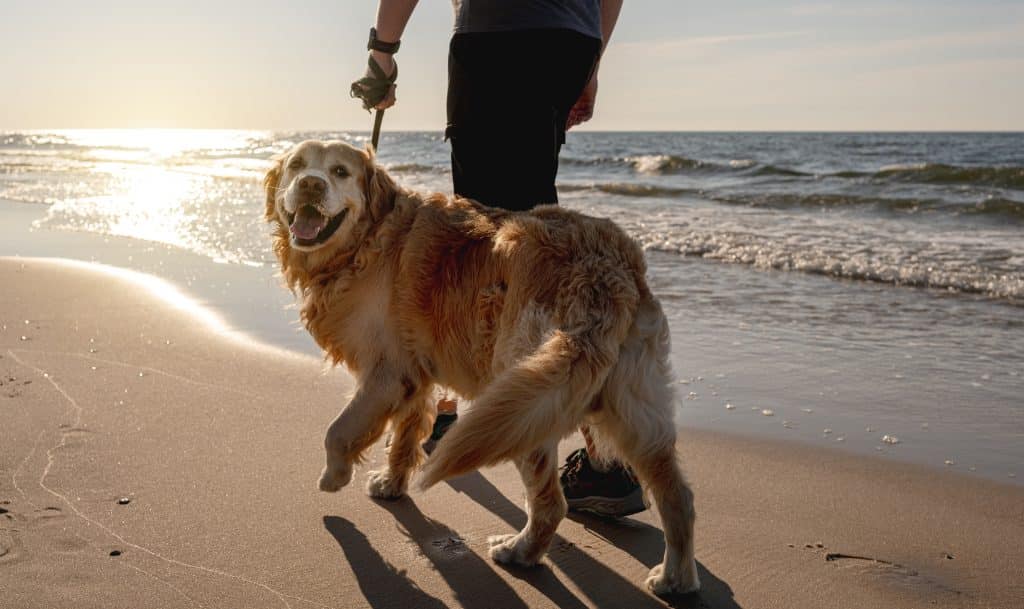 Man walks with golden dog along ocean shore during golden hour sunset light