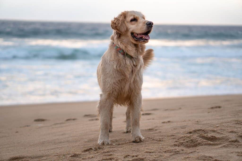 dog destin