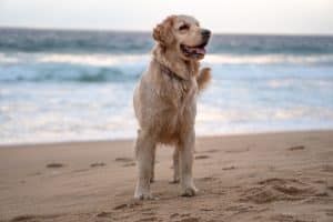 dog destin