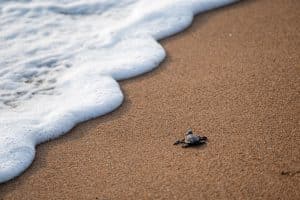 sea turtle season